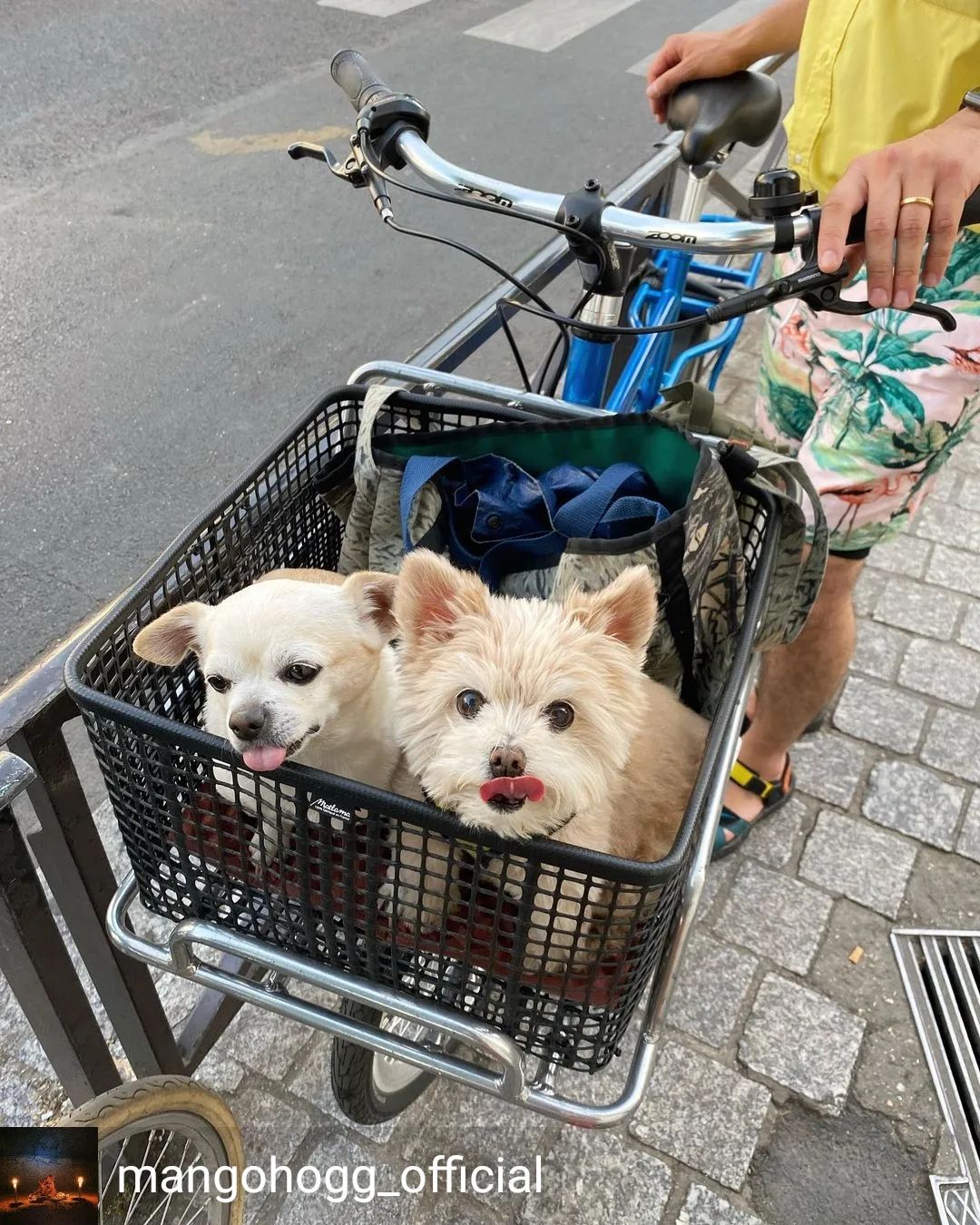 Comment transporter son chien à vélo ?